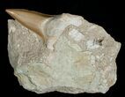 Otodus Shark Tooth Fossil In Matrix #6385-2